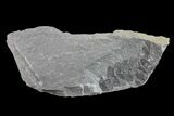 Pennsylvanian Fossil Fern (Neuropteris) Plate - Kentucky #154665-3